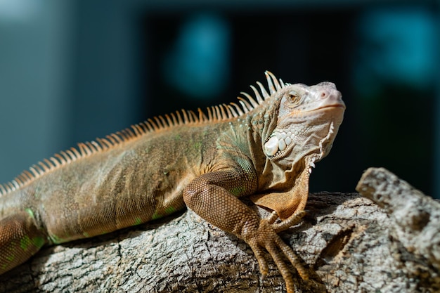 Lagarto animal lagarto verde con fondo borroso