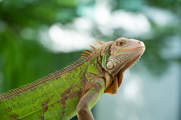 Lagarto animal lagarto verde con fondo borroso