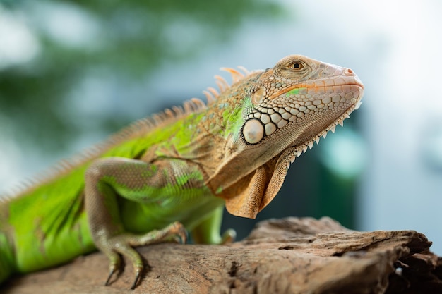 Lagarto animal lagarto verde con fondo borroso