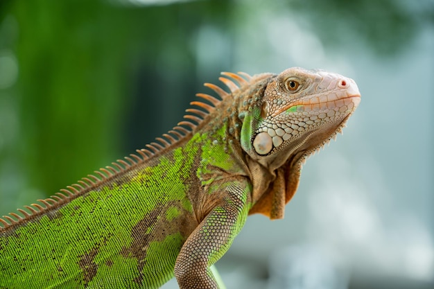 Lagarto animal lagarto verde con fondo borroso