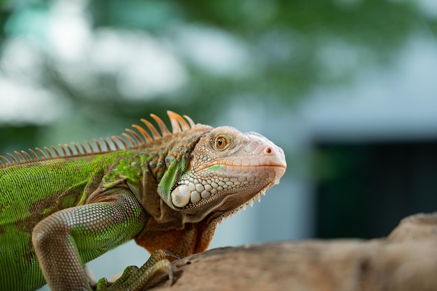 Lagarto animal lagarto verde con fondo borroso