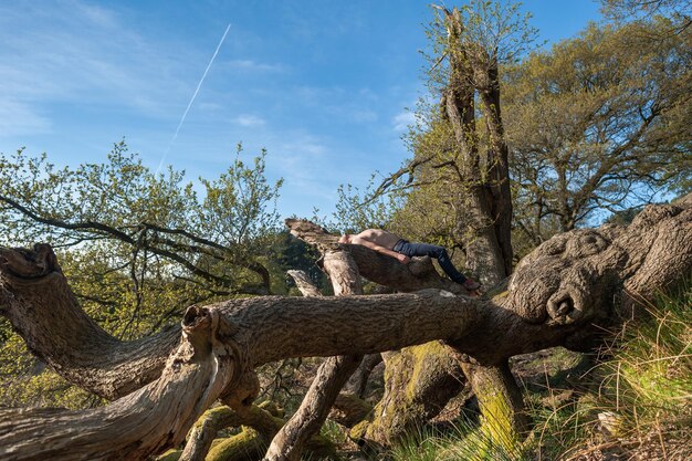 Lagarto en el árbol contra el cielo