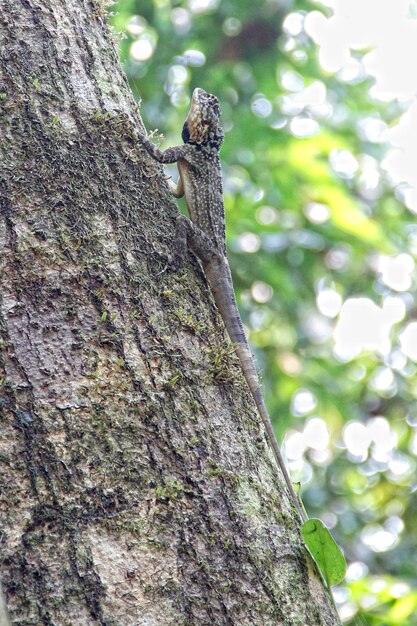 Un lagarto en un árbol en la selva de Puerto Maldonado. Perú