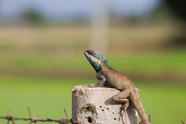 lagarto en el árbol, Tailandia