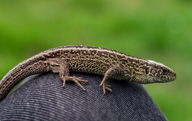 lagarto de arena hembra, lacerta agilis en austria