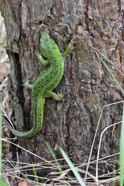 Lagarto de arena Lacerta agilis