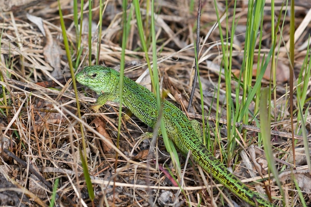 Lagarto de arena Lacerta agilis