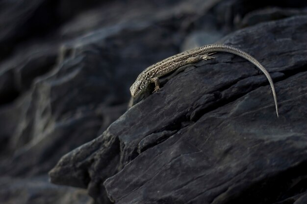 Lagarto arrastrándose sobre una roca oscura