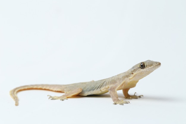 Lagarto asiático da casa ou gecko comum isolado