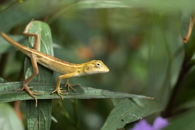 Lagarto atado longo pequeno nas folhas.