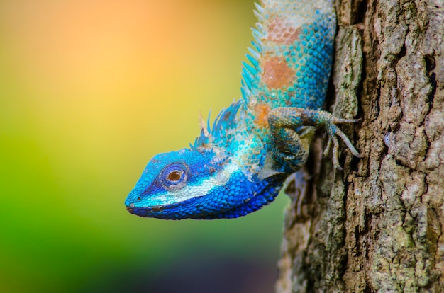 Lagarto azul con ojos grandes en detalles cerrados