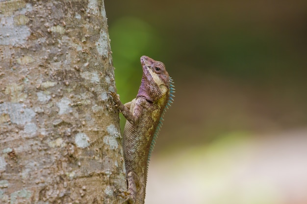 Lagarto azul ou lagarto verde (lacerta viridis)