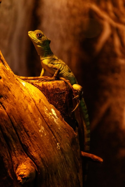 Lagarto Basiliscus Plumifrons basilisco de cresta verde