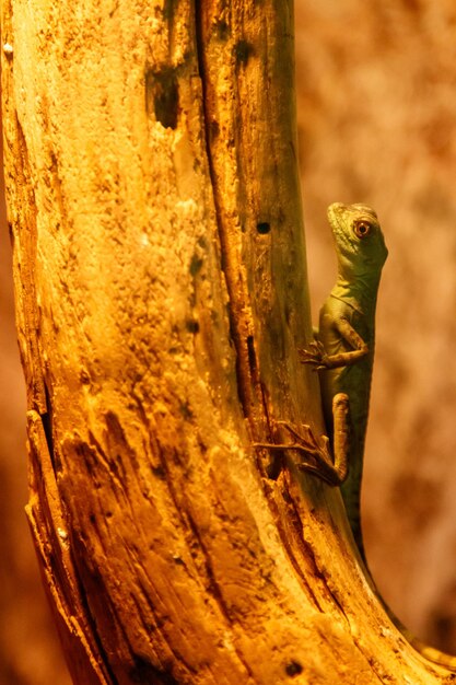 Lagarto Basiliscus Plumifrons verde com crista basilisco