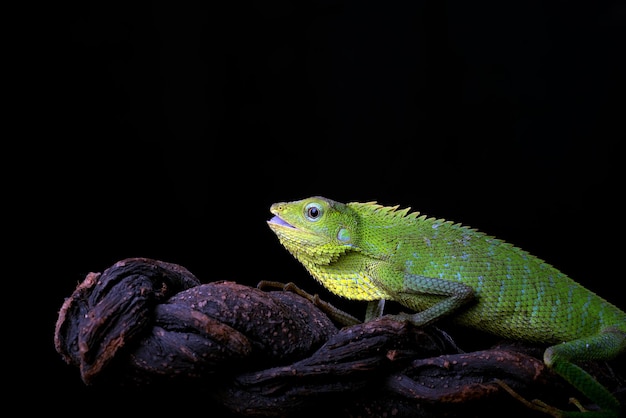 Lagarto del bosque de crin en fondo negro