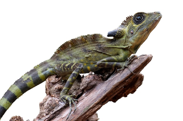 El lagarto de cabeza angular Gonocephalus bornensis en un fondo blanco