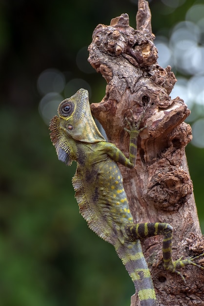 Lagarto de cabeza de ángulo (Gonocephalus bornensis) en el tronco de un árbol