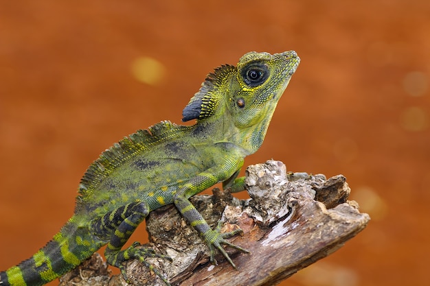 Lagarto de cabeza de ángulo en la naturaleza