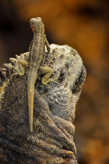 Un lagarto en la cabeza de una iguana marina.