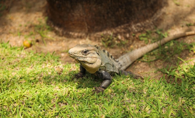 Foto un lagarto con cabeza verde y cola azul se sienta en la hierba.