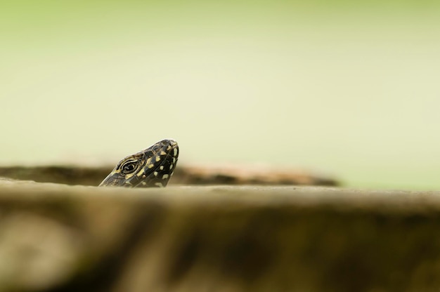 lagarto de cabeza