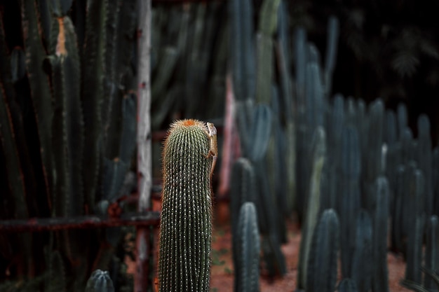 Lagarto en cactus en el jardín.