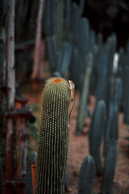 Lagarto en cactus en el jardín.