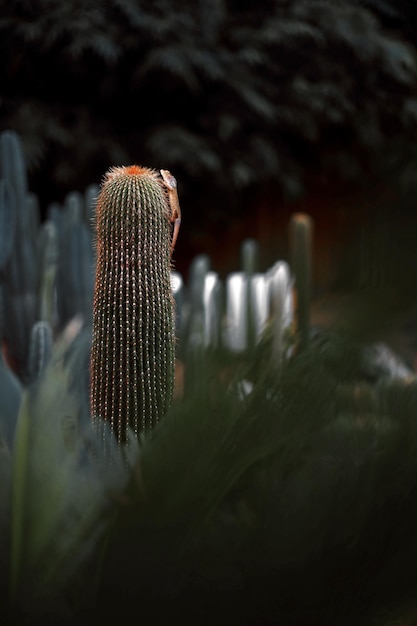 Lagarto en cactus en el jardín.