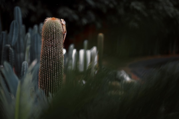 Lagarto en cactus en el jardín.