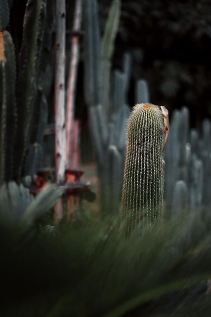 Lagarto en cactus en el jardín.