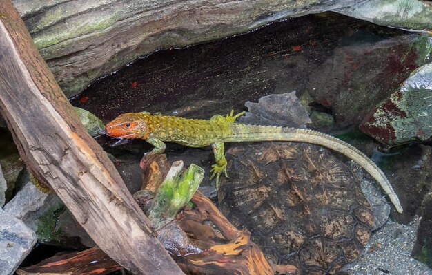 Foto lagarto caimão do norte