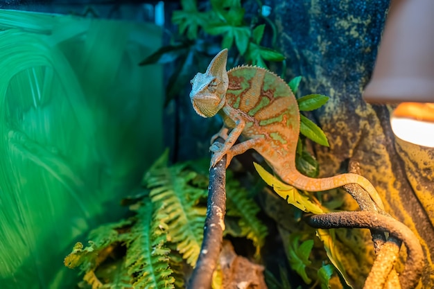 Un lagarto camaleón verde acecha en su terrario en un árbol y se sienta inmóvil