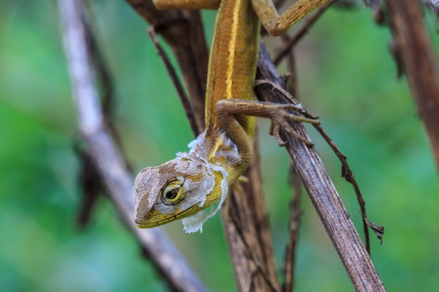 Lagarto cambia la piel descansando sobre madera horizontal