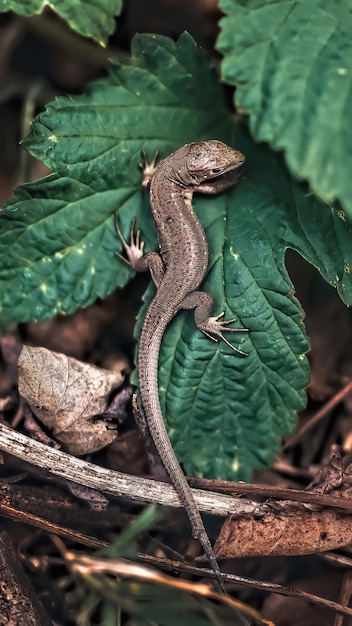 Lagarto caminando sobre hojas verdes en la naturaleza