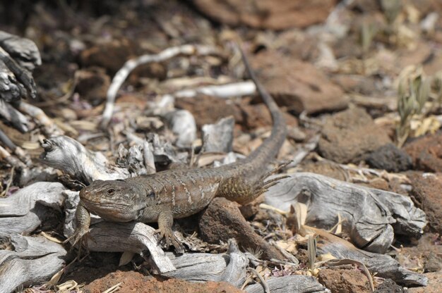 lagarto de las Canarias