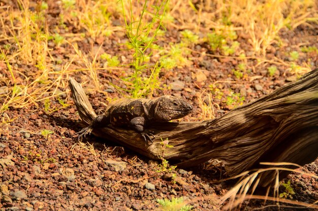 lagarto canario