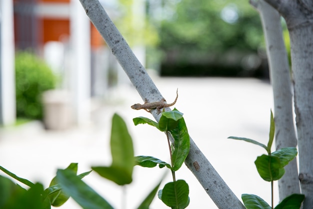 Lagarto de casa en árbol, enfoque selectivo