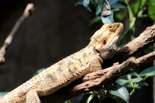 Lagarto colgar en la rama