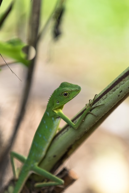 Lagarto com crista verde - cristatella de Bronchocela. Animal selvagem do Parque Nacional Mulu na Malásia, Bornéu