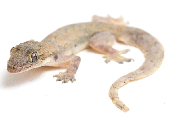 Lagarto común gecko común aislado en blanco