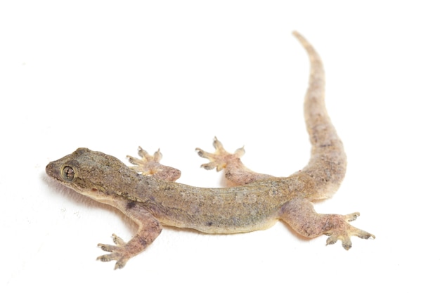 Lagarto común gecko común aislado en blanco