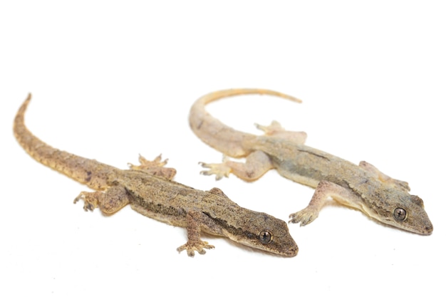 Lagarto común gecko común aislado en blanco