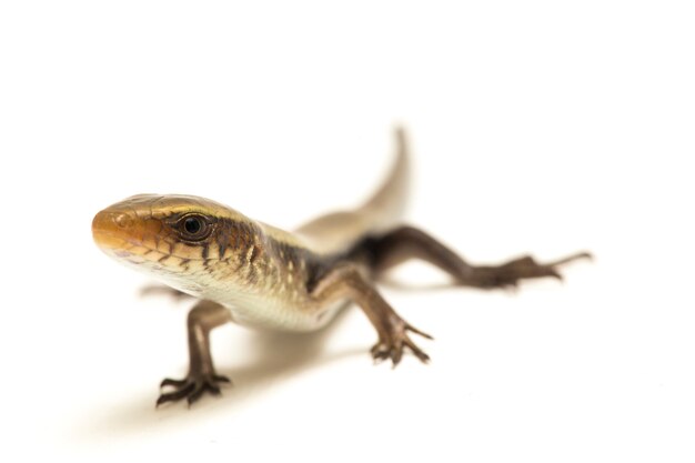 Lagarto común de sol skink aislado en blanco