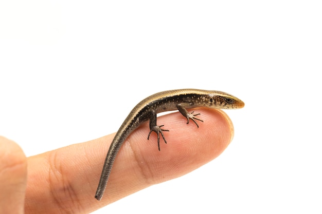 Lagarto común de sol skink aislado en blanco