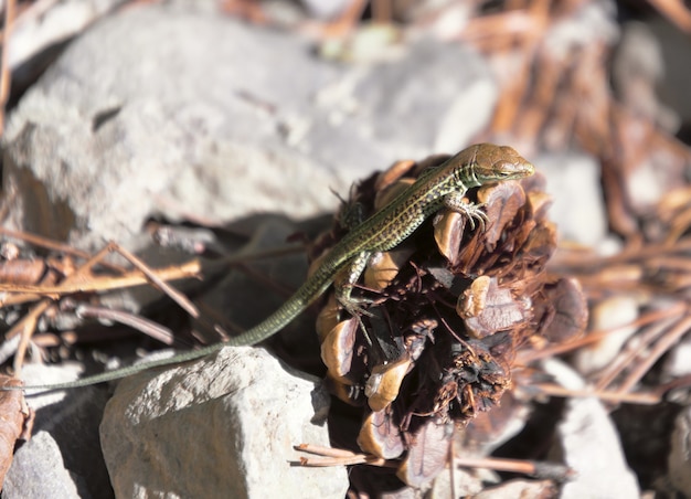 Lagarto en un cono de pino