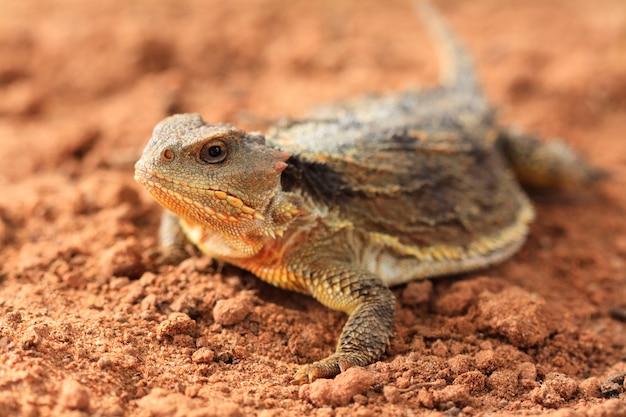 Lagarto cornudo del desierto