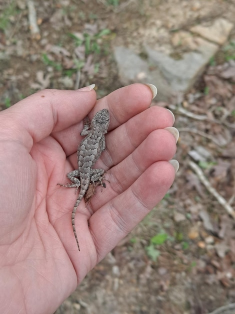 Foto lagarto cortado segurando a mão