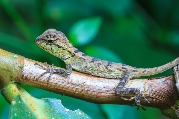 Lagarto con cresta verde, lagarto de cara negra, lagartija de árbol