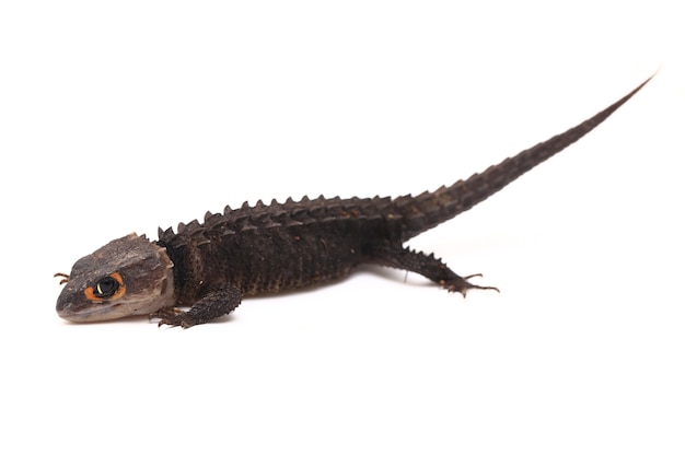 Lagarto Crocodile Skinks de olhos vermelhos no espaço em branco