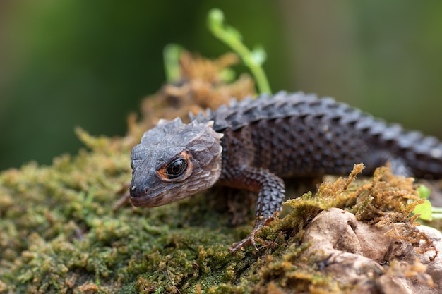 Lagarto crocodilo skink em seu ambiente